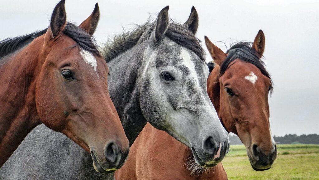 Horse box insurance for transport