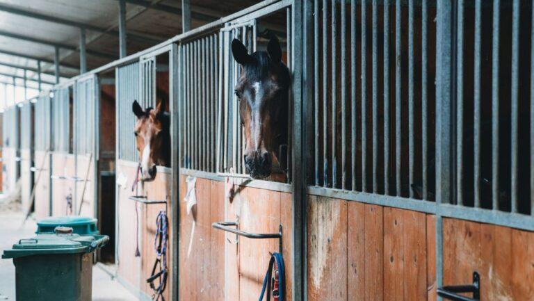 "Equine carrier coverage: Horse lorry insurance"