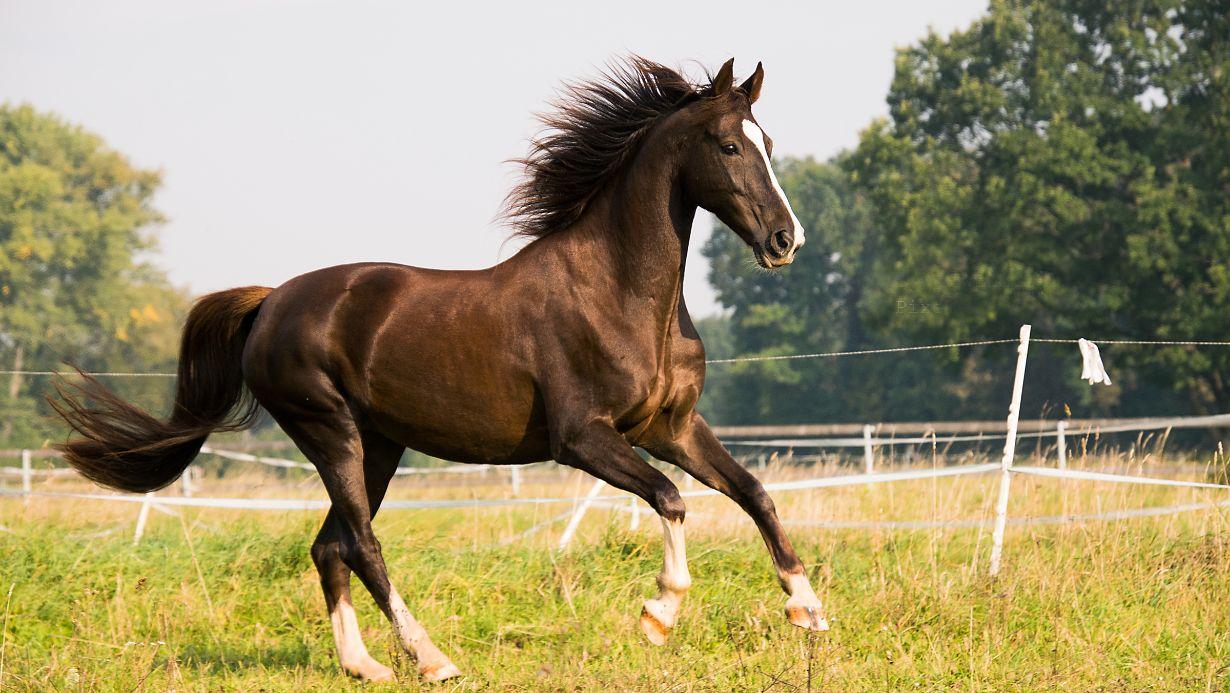 Understanding horse insurance cost