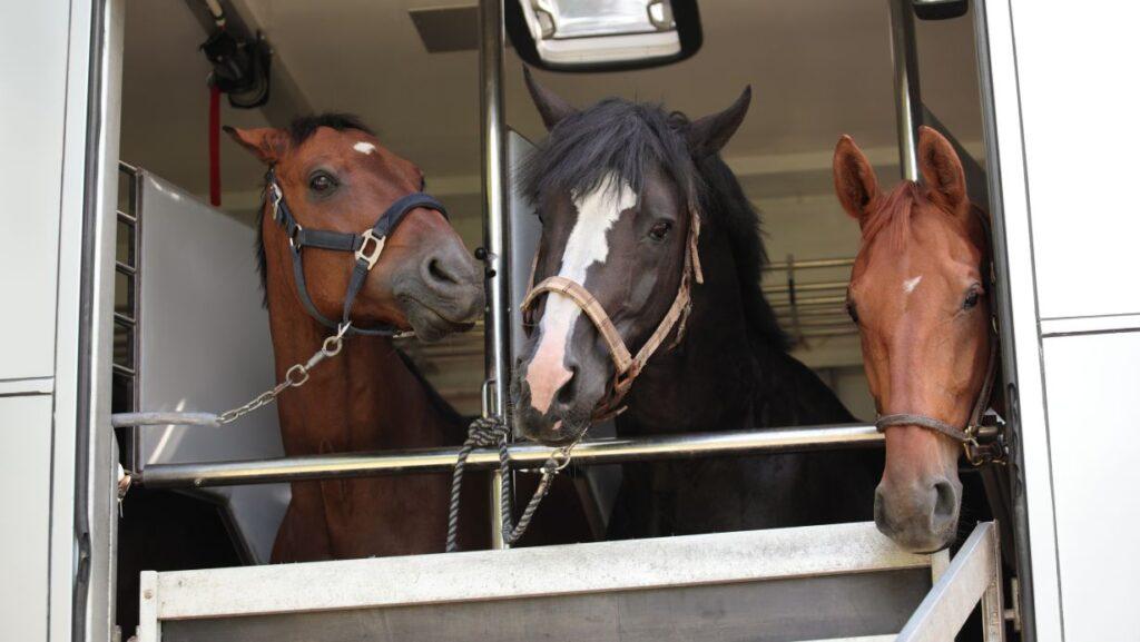 Horsebox Insurance, MMM