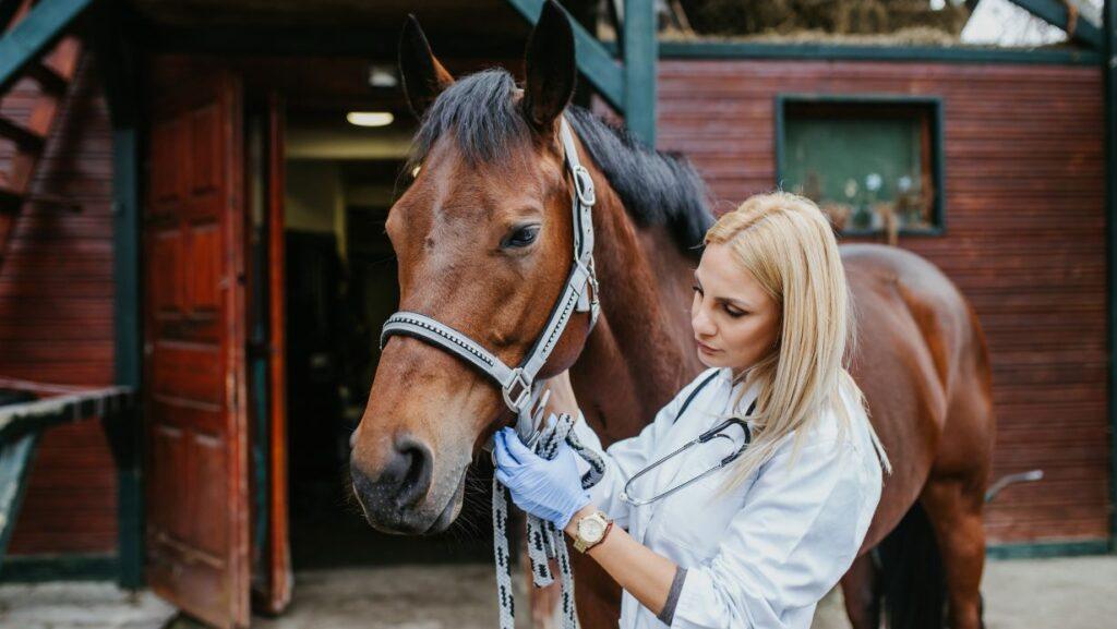 Horsebox insurance