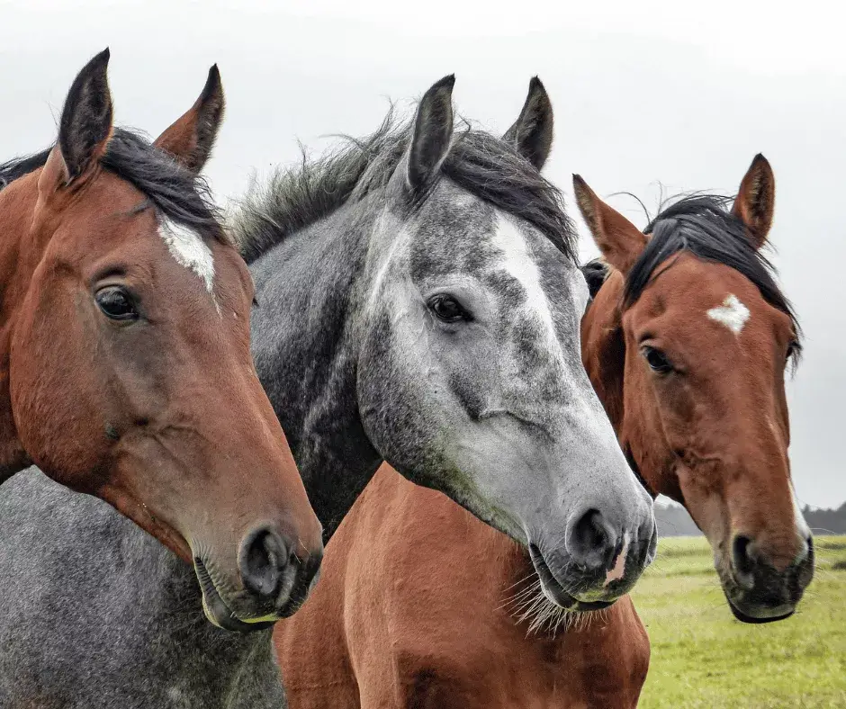 Horse Insurance Options