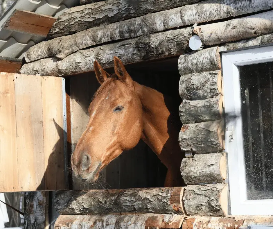 Secure Horsebox